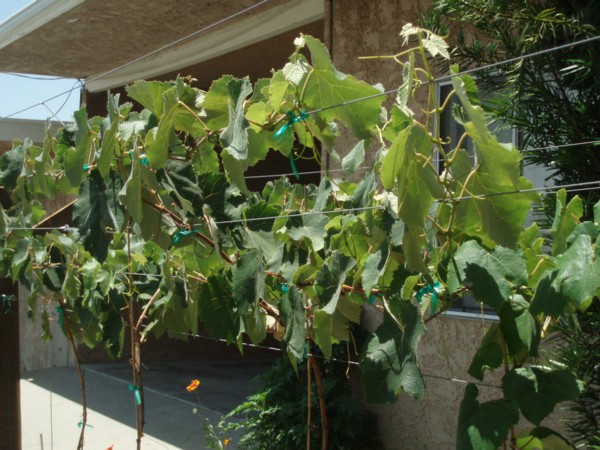 Suzana's grape vines